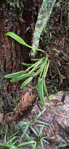 Dendrobium taylorii, photograph 6