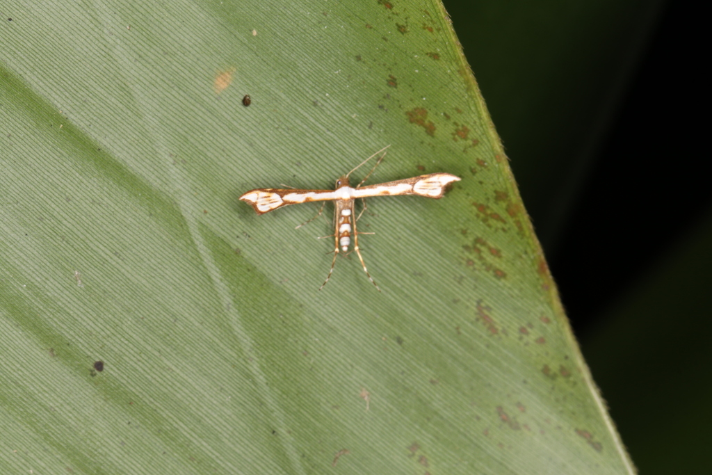 Ochyrotica taiwanica