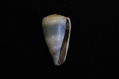 Conus muriculatus