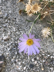 Xylorhiza