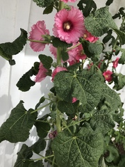 Alcea setosa