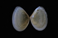 Macomona deltoidalis