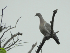 Patagioenas picazuro