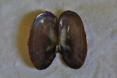 Hiatula alba