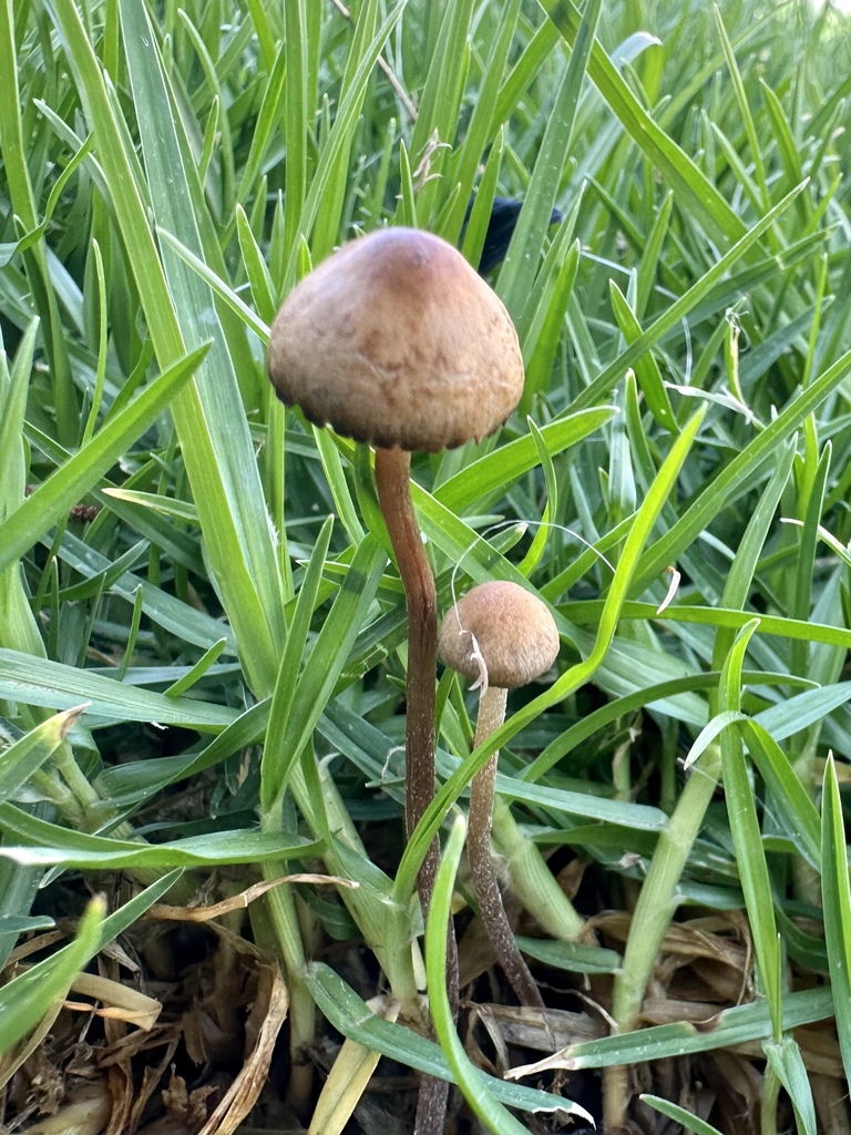 Panaeolus cinctulus · March 2026 · photo: © robertodesu (iNaturalist, cc-by)