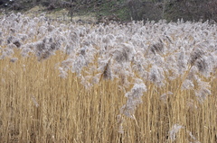 Phragmites australis