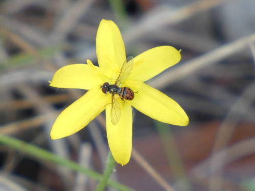 Unknown species found near Lakewood Estates, St. Petersburg, FL, USA