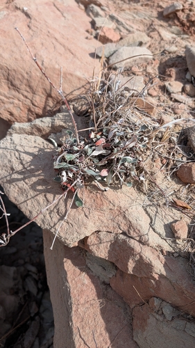 James' Buckwheat (Eriogonum jamesii)
