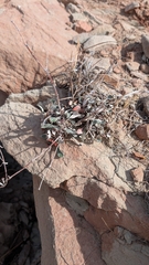 Eriogonum jamesii