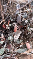 (c) Erin Lalime, some rights reserved (CC BY) Eriogonum jamesii, photograph (c) Erin Lalime, some rights reserved (CC BY)