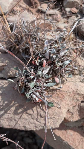 Eriogonum jamesii, photograph 3