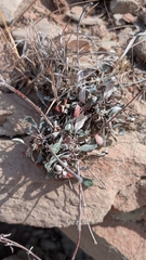 (c) Erin Lalime, some rights reserved (CC BY) Eriogonum jamesii, photograph (c) Erin Lalime, some rights reserved (CC BY)