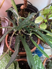 Hoya kentiana
