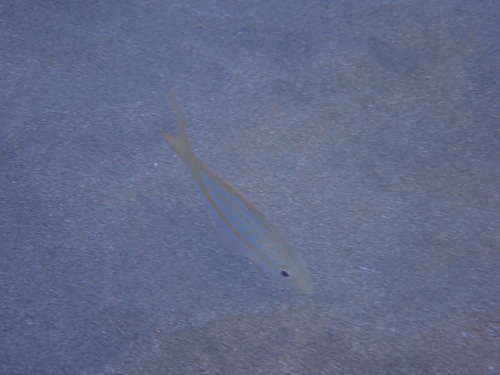Ocyurus chrysurus