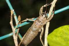 Nesoecia nigrispina