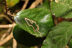 Stigmella aurella