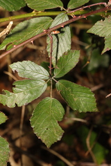 Rubus lindleianus