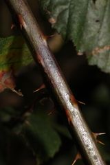 Rubus lindleianus