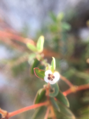 Euphorbia capitellata