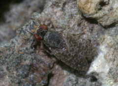 Traginops irroratus