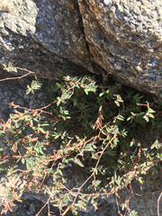 Euphorbia capitellata