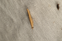 Gracillarioidea