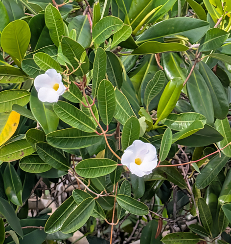 Mangrovevine (Rhabdadenia biflora)