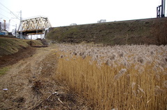 Phragmites australis