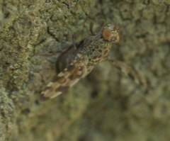 Pseudotephritis approximata