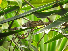 Iguanidae