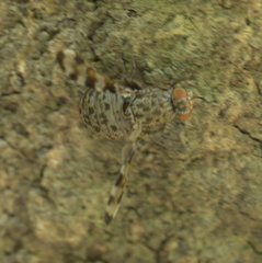 Pseudotephritis approximata