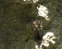 Pseudotephritis approximata