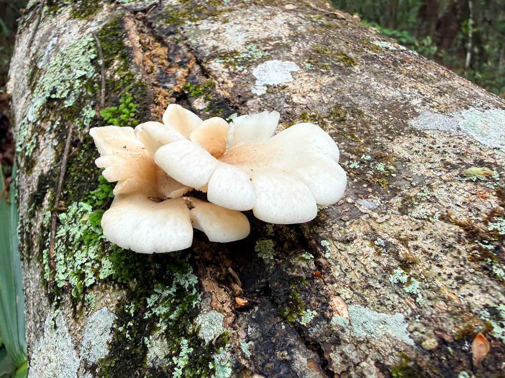 Pleurotus pulmonarius · March 2026 · photo: © melissameadows (iNaturalist, cc-by)