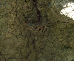 Pseudotephritis approximata