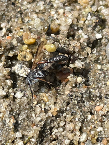 Unknown species found near Santa Ana, CA, US