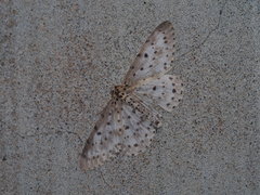 Percnia suffusa