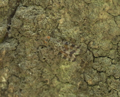 Pseudotephritis approximata