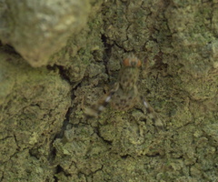 Pseudotephritis approximata