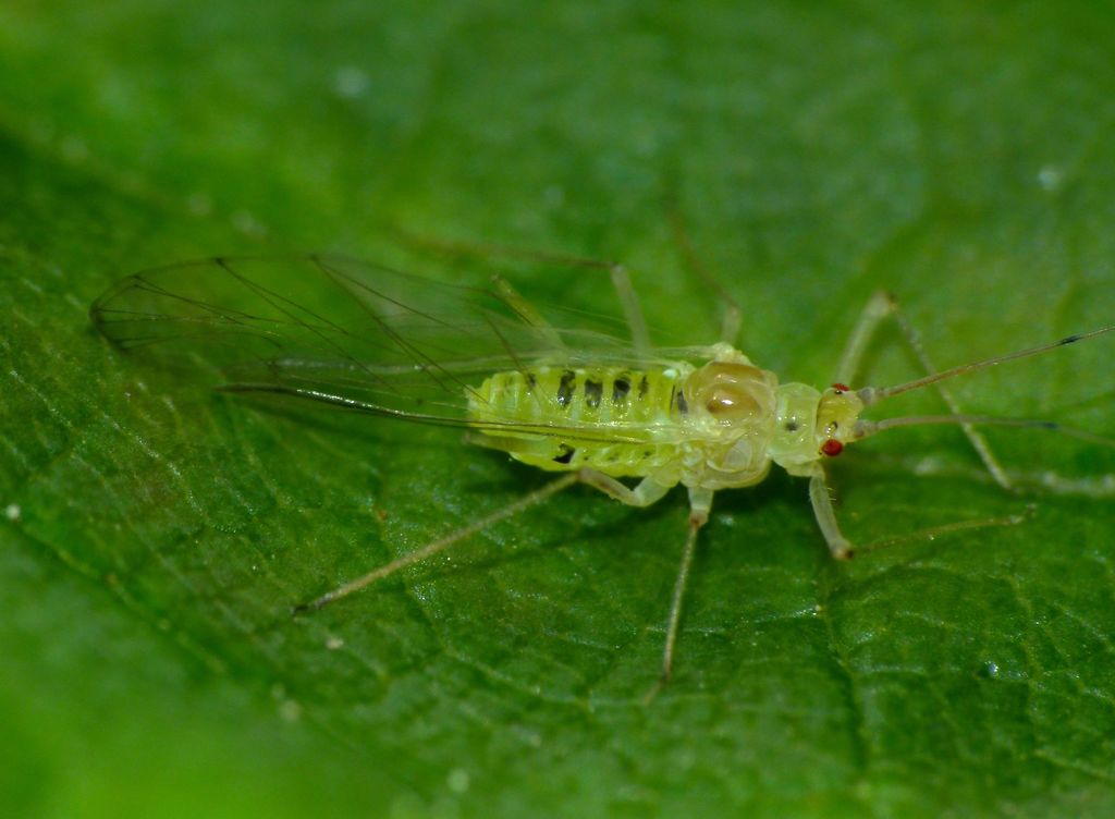 Sycamore Aphid