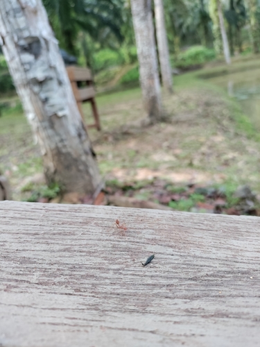 Asian Weaver Ant