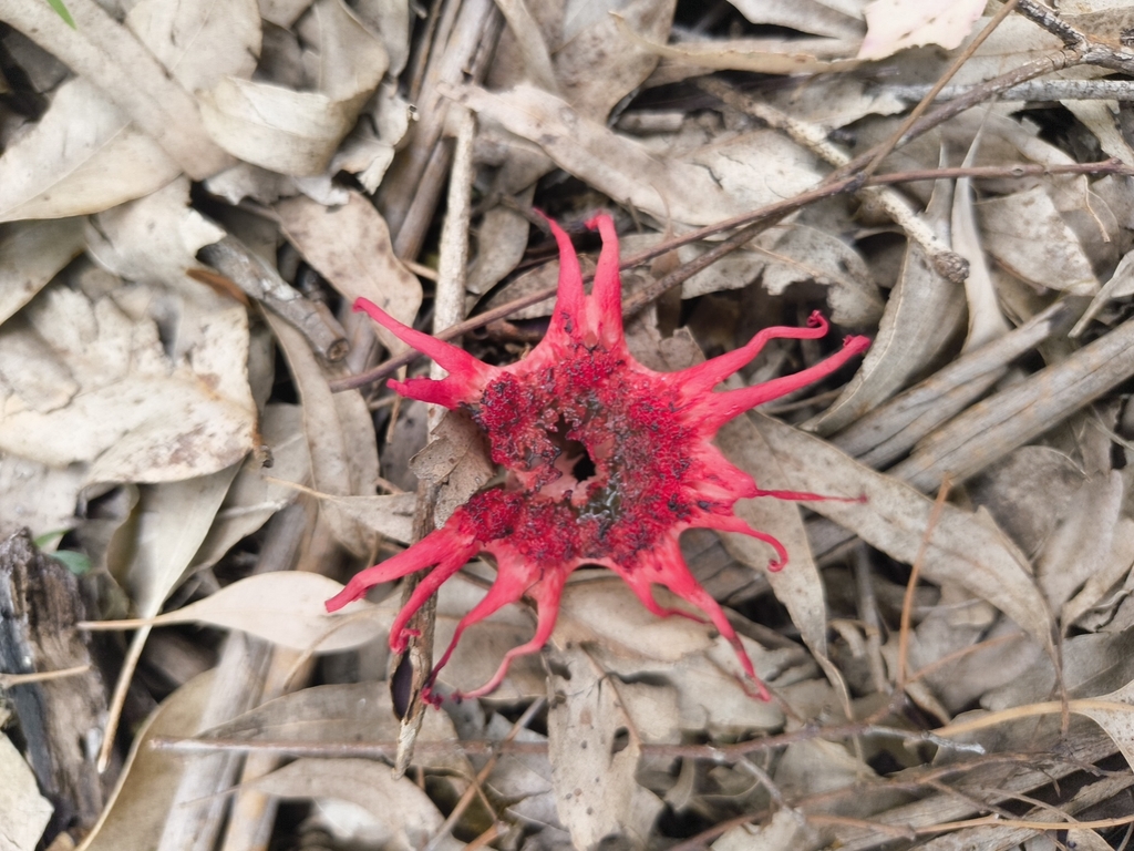 Aseroe rubra · March 2026 · photo: © rockfox (iNaturalist, cc0)