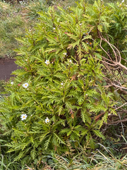 Argyranthemum pinnatifidum, photograph (c) hansi_27p, some rights reserved (CC BY)