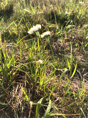 Allium subvillosum