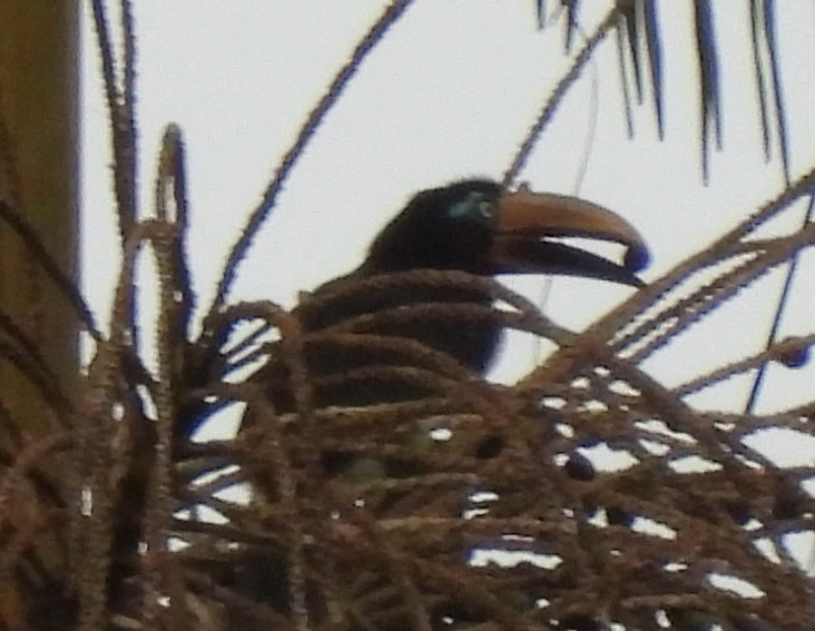 Chestnut-eared Aracari (Pteroglossus castanotis), photo 7