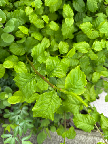 Plumbago zeylanica observed 2026-03-16