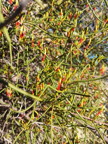 Casuarina Mistletoe