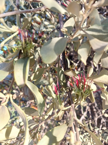 Pincushion Mistletoe
