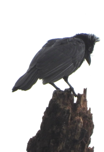 Amazonian Umbrellabird (Cephalopterus ornatus)