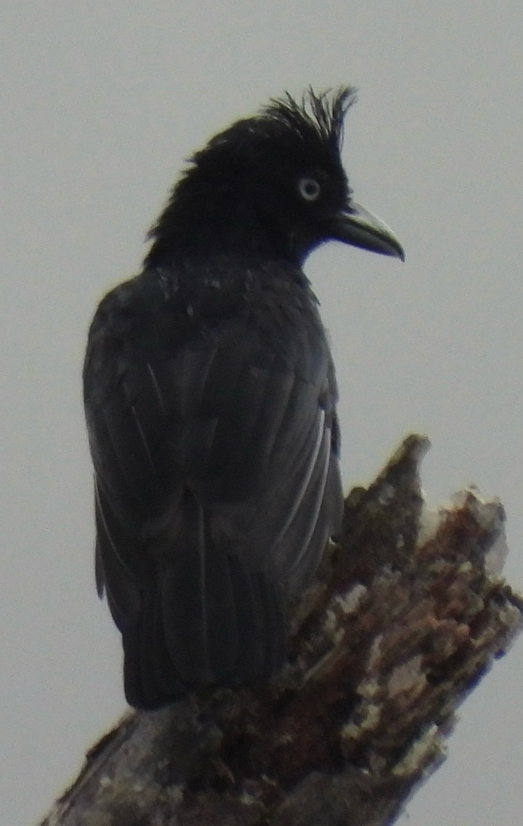 Amazonian Umbrellabird (Cephalopterus ornatus), photo 2