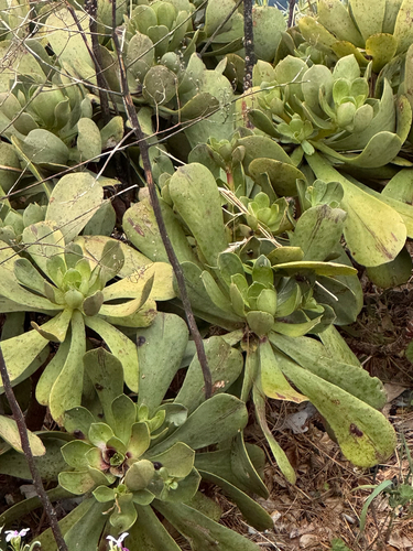 Aeonium glutinosum (Aeonium glutinosum)